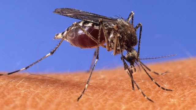 AI Legalese Decoder Revolutionizing West Nile Virus Testing for Mosquitoes Instantly Interpret Free: Legalese Decoder - AI Lawyer Translate Legal docs to plain English