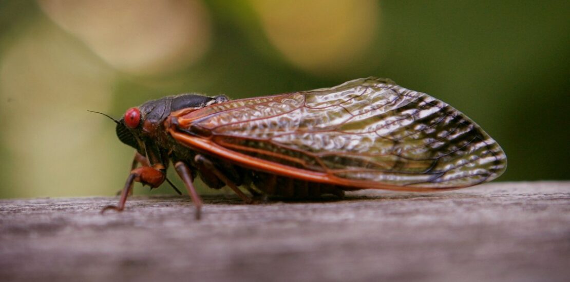How AI Legalese Decoder Can Simplify Understanding Which Cicada Broods Instantly Interpret Free: Legalese Decoder - AI Lawyer Translate Legal docs to plain English
