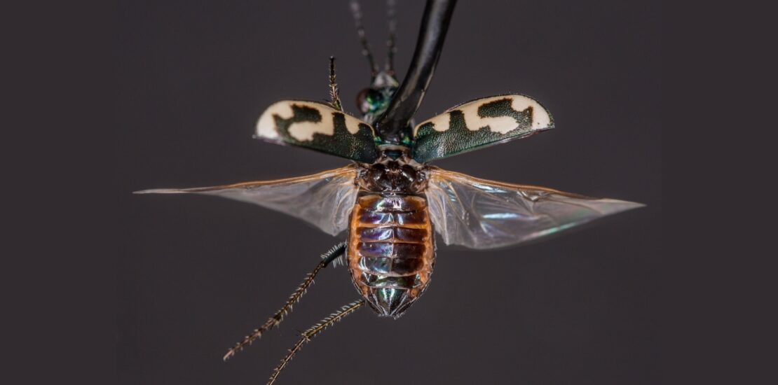 AI Legalese Decoder Understanding the Legal Implications of Tiger Beetles Instantly Interpret Free: Legalese Decoder - AI Lawyer Translate Legal docs to plain English