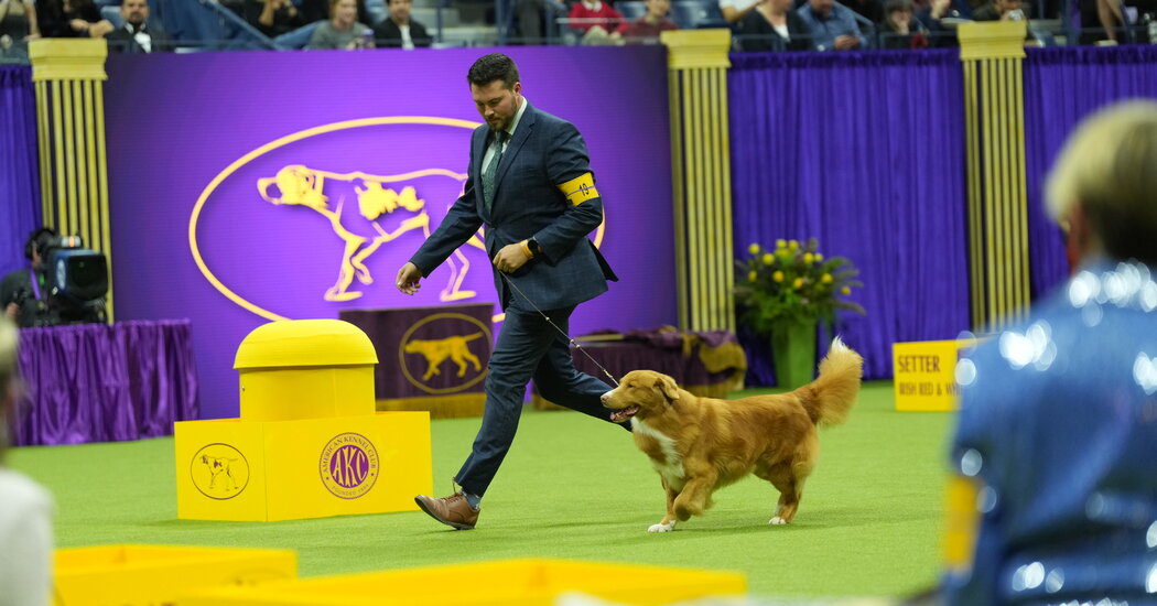 How AI Legalese Decoder Can Enhance Westminster Dog Show 2024 Instantly Interpret Free: Legalese Decoder - AI Lawyer Translate Legal docs to plain English