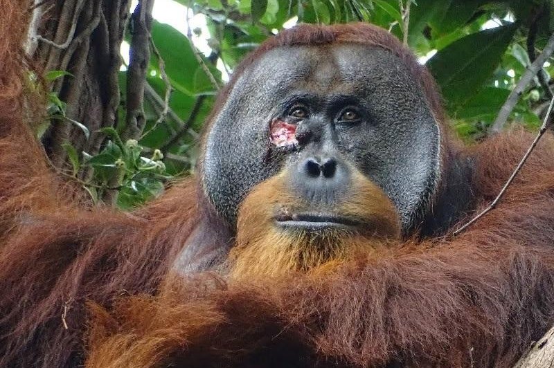 A male Sumatran orangutan treated a facial wound with a climbing plant known to have anti-inflammatory and pain-relieving properties, researchers say. Photo courtesy of Armas/Suaq Project
