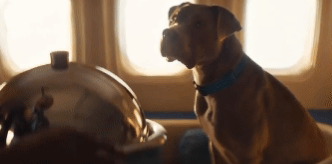 Pet Friendly Skies How AI Legalese Decoder is Helping Bark Air Instantly Interpret Free: Legalese Decoder - AI Lawyer Translate Legal docs to plain English