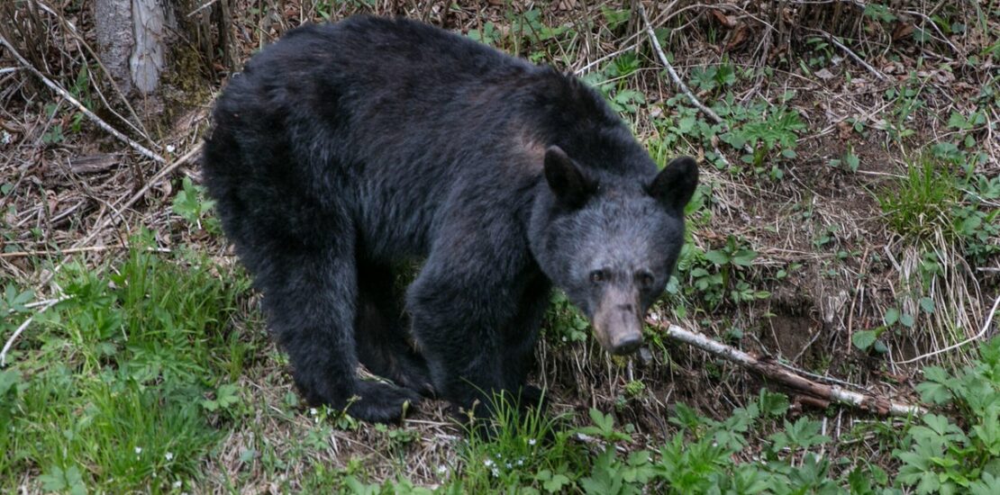 Bears Chase and Bite Visitors Leading to Park Closures Instantly Interpret Free: Legalese Decoder - AI Lawyer Translate Legal docs to plain English