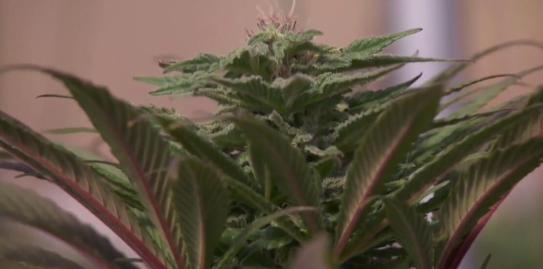 Colorado Business Owners Hope Marijuana Reclassification Boosts Opportunities Instantly Interpret Free: Legalese Decoder - AI Lawyer Translate Legal docs to plain English