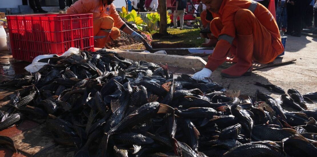 Invasive Janitor Fish Prompt Major Removal Efforts in Jakarta Instantly Interpret Free: Legalese Decoder - AI Lawyer Translate Legal docs to plain English