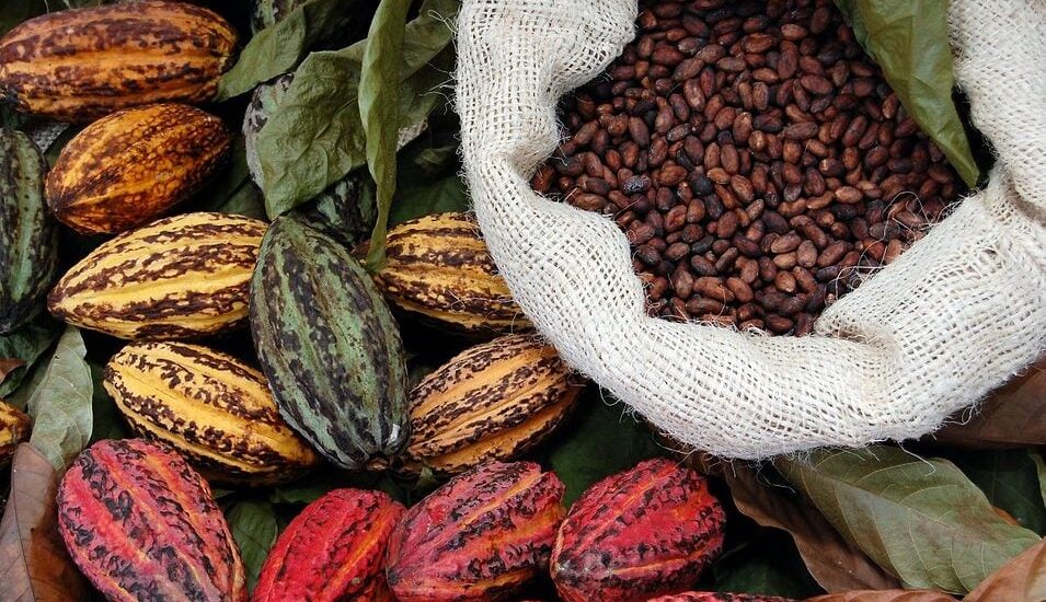 Mars and ofi Collaborate to Enhance Regenerative Agriculture in Ecuador Instantly Interpret Free: Legalese Decoder - AI Lawyer Translate Legal docs to plain English