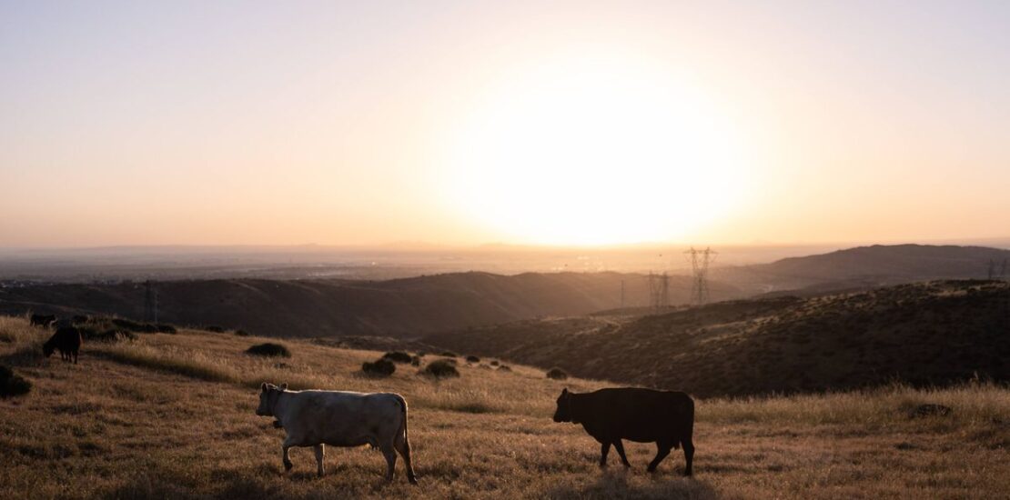 Ranchers Explain Why Increased Cattle May Not Lower Beef Prices Instantly Interpret Free: Legalese Decoder - AI Lawyer Translate Legal docs to plain English