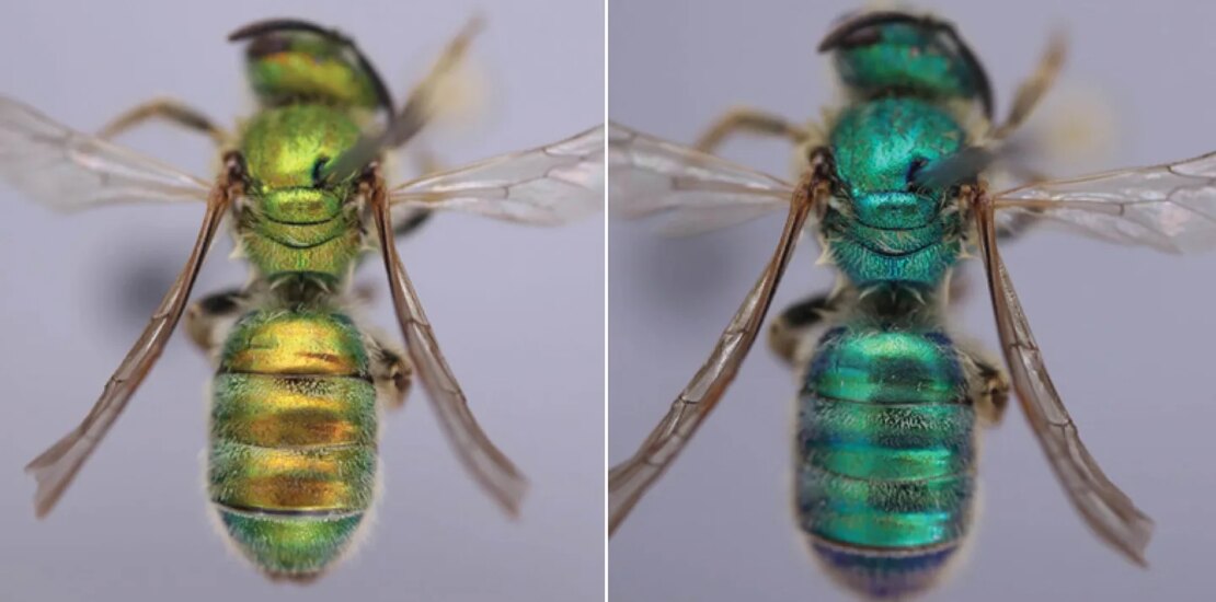 Sweat Bees Change Color in Humid Weather What This Means Instantly Interpret Free: Legalese Decoder - AI Lawyer Translate Legal docs to plain English