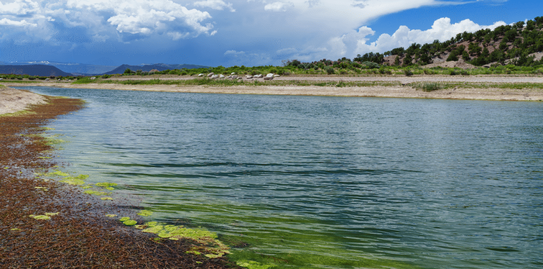 Teen engineer develops eco friendly solution to combat algal blooms Instantly Interpret Free: Legalese Decoder - AI Lawyer Translate Legal docs to plain English