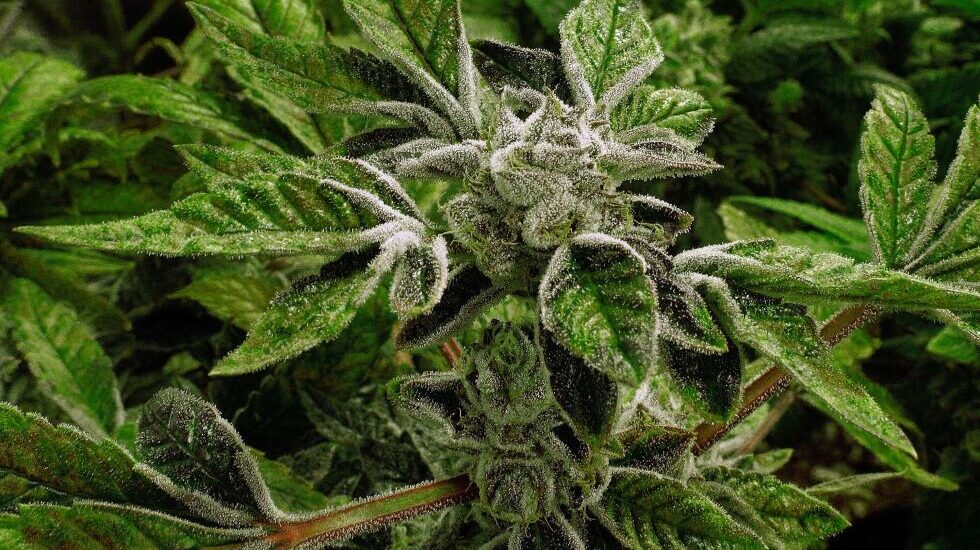 Trumps Historic Shift Changes Status of State Licensed Medical Marijuana.com2F7c2F1f2F0a658ae78383621990ecd74b98a82Faae879314a7d4475a11f Instantly Interpret Free: Legalese Decoder - AI Lawyer Translate Legal docs to plain English