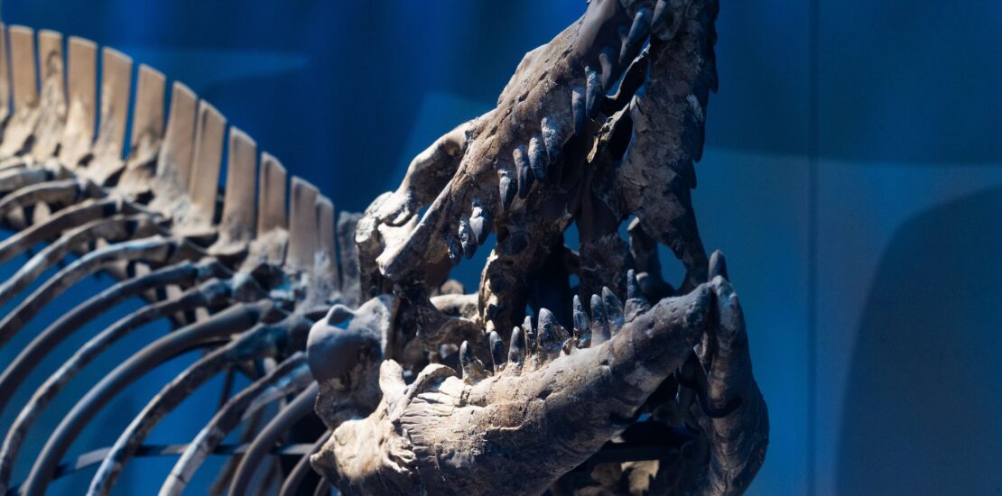 Dallas Fort Worth Researchers Identify Ancient Dinosaur Era Species Instantly Interpret Free: Legalese Decoder - AI Lawyer Translate Legal docs to plain English