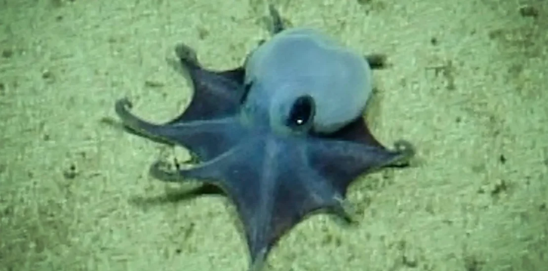 Discover the Adorable Tiny Blue Octopus Found Deep in the Instantly Interpret Free: Legalese Decoder - AI Lawyer Translate Legal docs to plain English