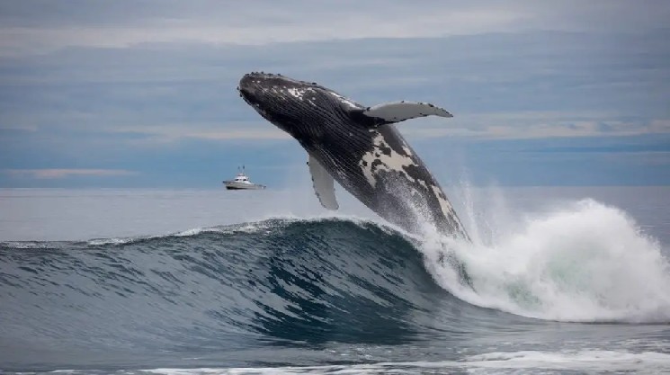 Major Crypto Whale Faces 128 Million in Losses What Happened Instantly Interpret Free: Legalese Decoder - AI Lawyer Translate Legal docs to plain English