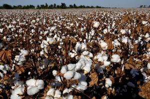 Maximizing Cotton Yield and Fiber Quality Through Potassium Management Instantly Interpret Free: Legalese Decoder - AI Lawyer Translate Legal docs to plain English