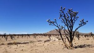 Megafire Threatens Joshua Trees While Fungi Survive and Adapt rotated Instantly Interpret Free: Legalese Decoder - AI Lawyer Translate Legal docs to plain English