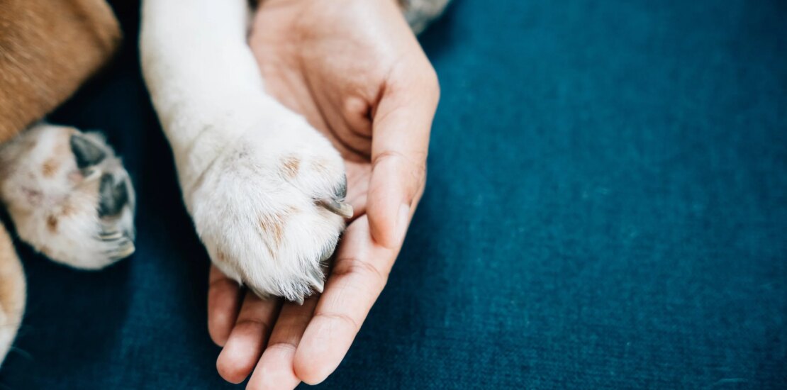 New Specialty Aims to Address Challenges in Veterinary Medicine Instantly Interpret Free: Legalese Decoder - AI Lawyer Translate Legal docs to plain English