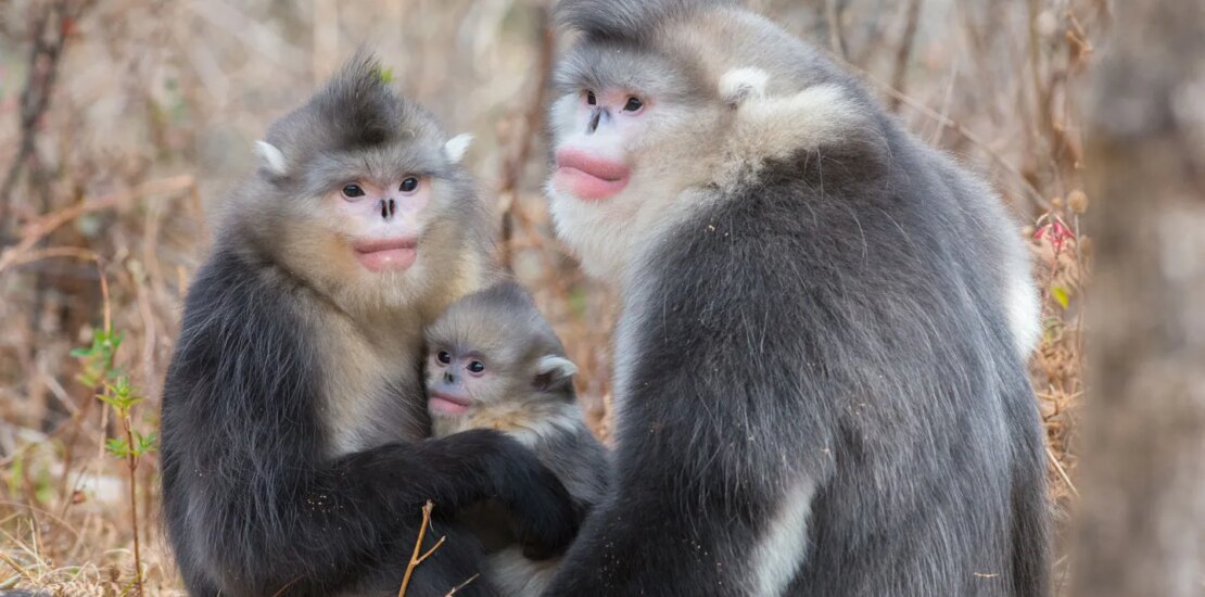 Territorial Conflicts Could Explain Why Male Primates Are Larger Instantly Interpret Free: Legalese Decoder - AI Lawyer Translate Legal docs to plain English