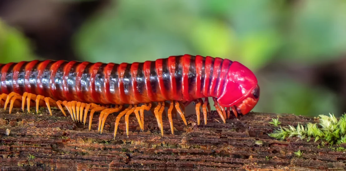 Millipedes Emerged on Land 80 Million Years Before Vertebrates Instantly Interpret Free: Legalese Decoder - AI Lawyer Translate Legal docs to plain English