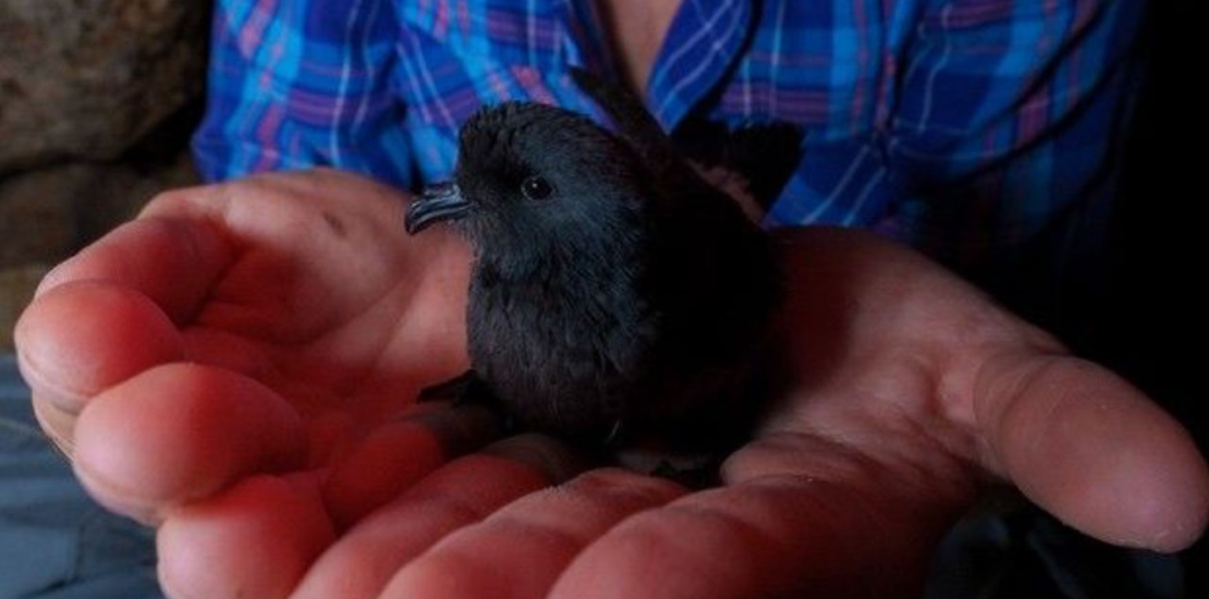 NASA Research Unveils How Birds Navigate Using Their Sense of Instantly Interpret Free: Legalese Decoder - AI Lawyer Translate Legal docs to plain English