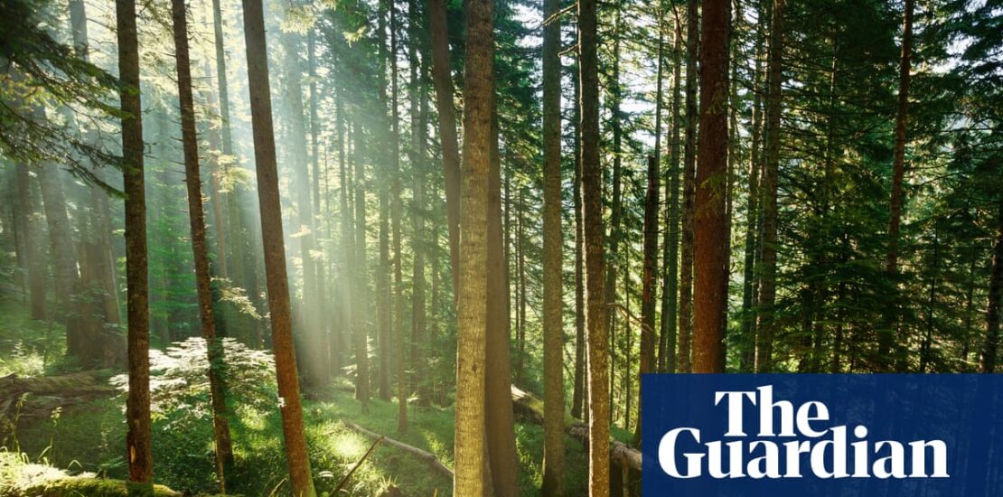 New Study Reveals Trees May Store Less Carbon Than Expected Instantly Interpret Free: Legalese Decoder - AI Lawyer Translate Legal docs to plain English