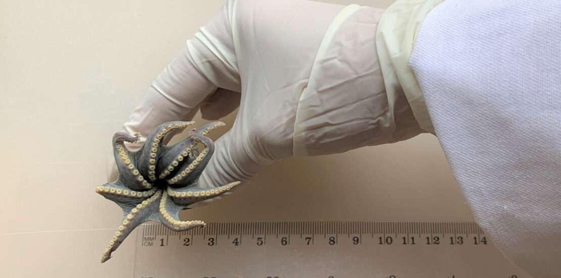 Scientists Discover a New Tiny Blue Octopus Species Instantly Interpret Free: Legalese Decoder - AI Lawyer Translate Legal docs to plain English