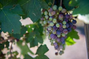 Texas Wine Grapes Take Off for Exciting Space Research Mission Instantly Interpret Free: Legalese Decoder - AI Lawyer Translate Legal docs to plain English