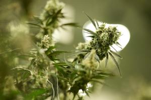 Understanding Federal Cannabis Rescheduling Expert Insights Instantly Interpret Free: Legalese Decoder - AI Lawyer Translate Legal docs to plain English