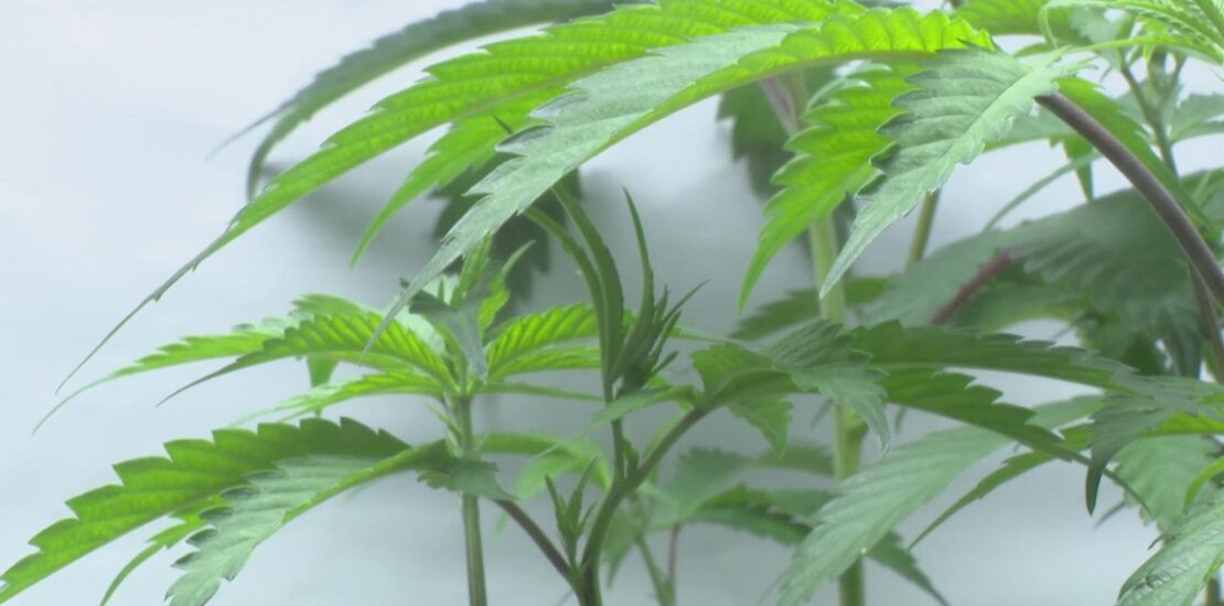Virginia Beach Cannabis Entrepreneur Retail Marijuana Veto Delays Growth Instantly Interpret Free: Legalese Decoder - AI Lawyer Translate Legal docs to plain English