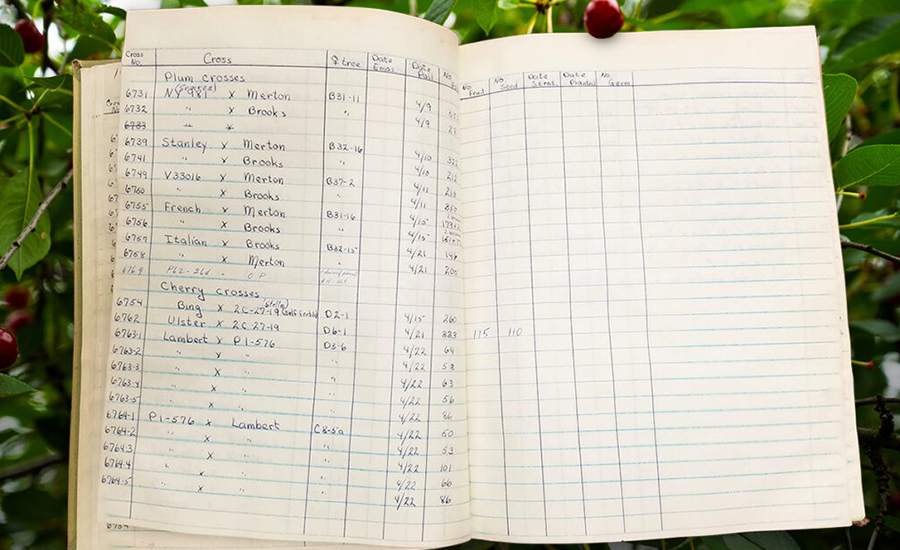WSUs Innovative Approach to Breeding Superior Cherry Varieties Instantly Interpret Free: Legalese Decoder - AI Lawyer Translate Legal docs to plain English