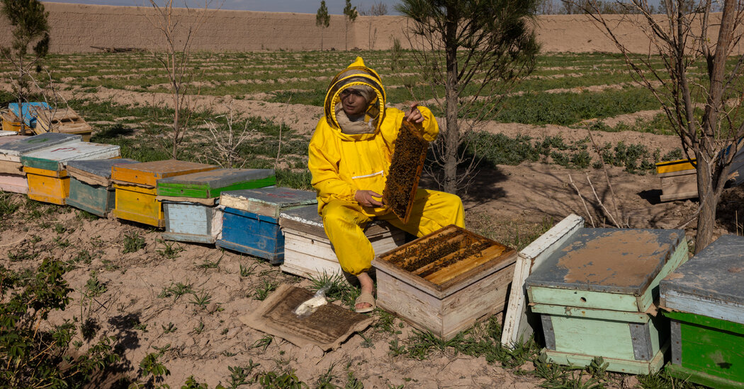 Women Lead Business Ventures Amid Taliban Regulations Instantly Interpret Free: Legalese Decoder - AI Lawyer Translate Legal docs to plain English