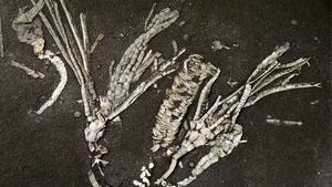 Paleontologists Uncover Rare Soft Tissue in Ancient Fossil Discovery Instantly Interpret Free: Legalese Decoder - AI Lawyer Translate Legal docs to plain English